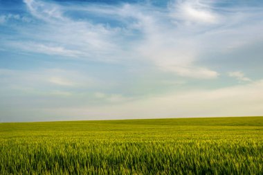 Genç buğday kulakları ve bulutlar ile gökyüzü Alanı