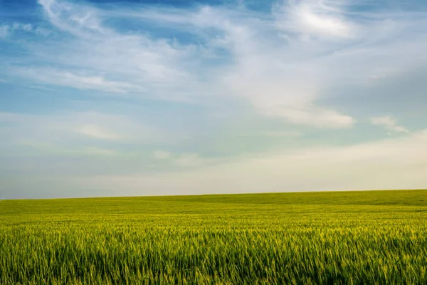 Campo de espigas de trigo joven y cielo con nubes — Foto de Stock
