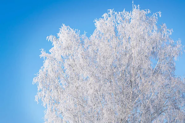 Ramas de abedul cubiertas de heladas en invierno tiempo helado —  Fotos de Stock