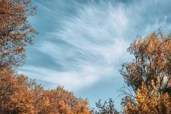 天空和黄叶树木的卷云的超现实图案 — 图库照片