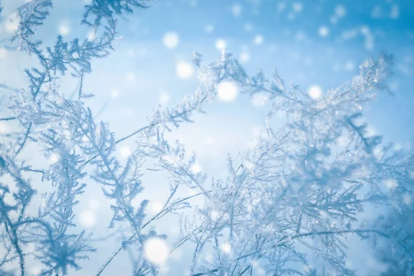 Bulanık arka plan ile buzlu bir kış gününde kısık buz ile kaplı dalları — Stok fotoğraf