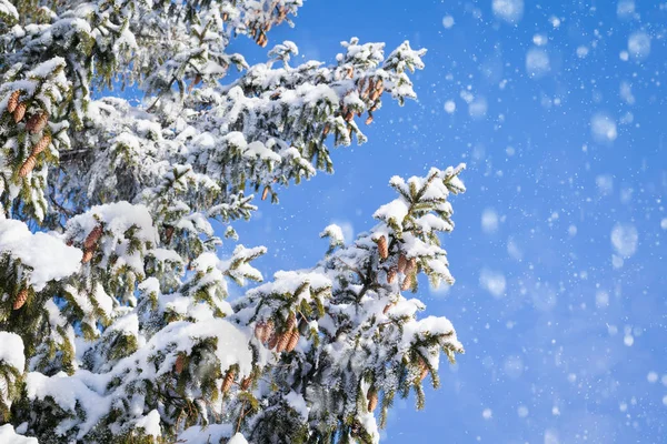 Ramas de abeto verde cubiertas de nieve y copos de nieve que caen contra el cielo —  Fotos de Stock