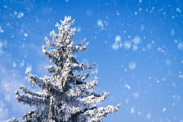 Abeto con conos cubiertos de nieve sobre un fondo de cielo azul y nieve cayendo con espacio de copia —  Fotos de Stock