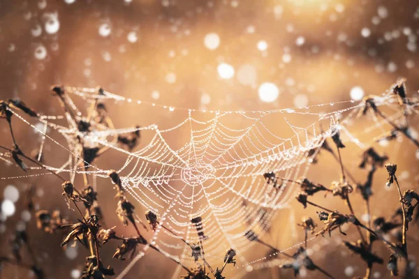 Red de araña con gotas de rocío sobre hierba seca en una fría mañana de otoño —  Fotos de Stock