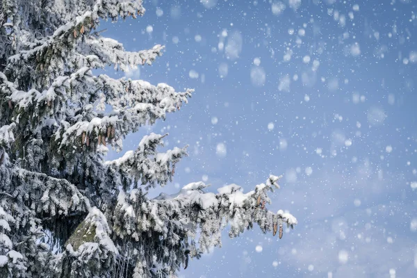 Paisaje de invierno ramas de abeto cubierto de nieve y nieve cayendo con espacio de copia —  Fotos de Stock