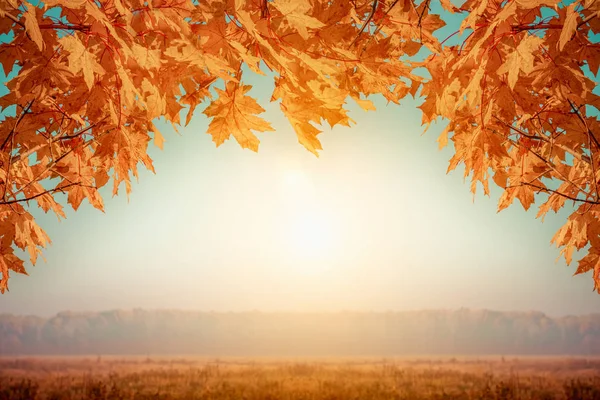 Schöner herbstlicher Hintergrund aus gelben Ahornblättern in Form eines Rahmens mit Kopierraum — Stockfoto