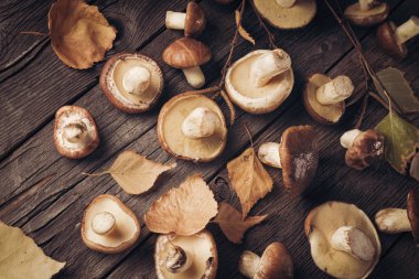 Orman mantarlarından oluşan bir grup Suillus tahtadan bir masanın üzerinde yatıyordu..