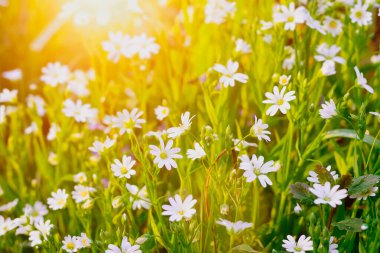 Yeşil çimlerin ortasında çayır yaz çiçekleri.