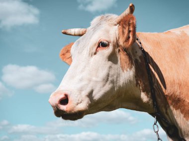 Mavi gökyüzünün önündeki inek kafası.
