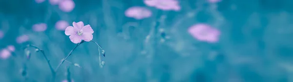 Летний Фон Красивые Цветы Льна Размытом Фоне Веб Баннер Копировальным — стоковое фото