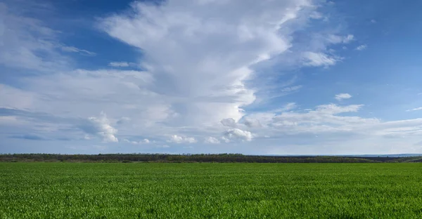 Cielo Azul Con Nubes Texturizadas Sobre Campo Trigo Verde Joven — Foto de Stock
