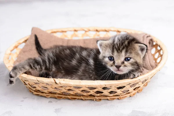 Tabby Kitten Lying Basket — Stock Photo, Image