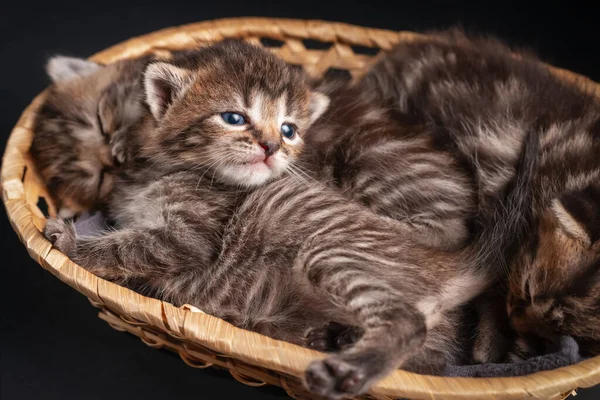 Gatinho Bonito Tabby Uma Cesta Com Outros Gatinhos Adormecidos — Fotografia de Stock