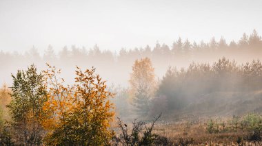 Yoğun siste sonbahar ormanı.