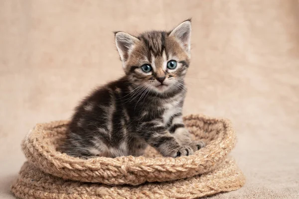 Cute Kotek Kolor Tabby Siedzi Koszu Tkane Wełny — Zdjęcie stockowe