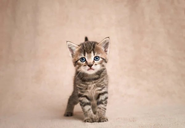 Retrato Lindo Gatito Tabby Mirando Cámara — Foto de Stock