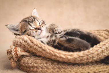 Tekir kedi yavrusu sepette uyuyor..