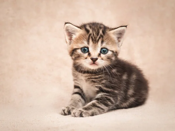 Cute Kitten Innocent Eyes Lying Beige Bedspread — Stock Photo, Image