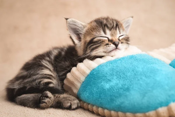 Mavi bir terliğin üstünde uyuyan yorgun kedi yavrusu..