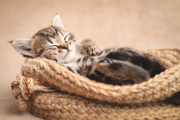 Tekir Kedi Yavrusu Sepette Uyuyor — Stok fotoğraf