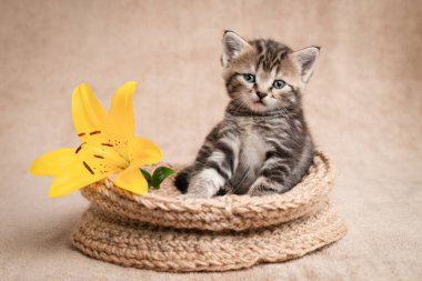 Sarı zambaklı sepetteki şirin kedi portresi..