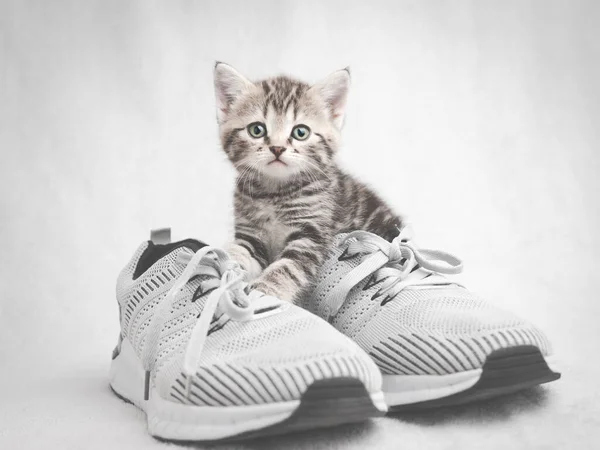 Gri spor ayakkabıların üzerine oturmuş kameraya bakan sevimli tekir kedi yavrusu..