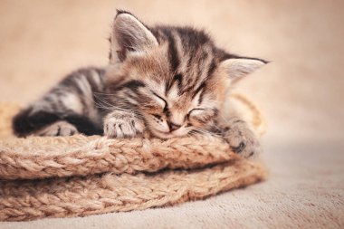 Tekir kedi yavrusu hasır yün sepetinde uyuyor..