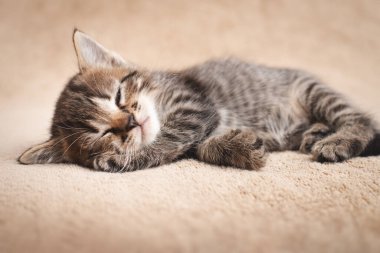 Sevimli kedi yavrusu bej halıda uyuklayan tekir rengi.