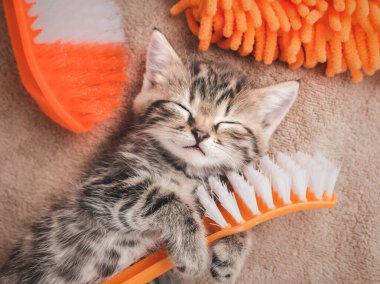 Şirin kedi yavrusu uyuyor ve elinde fırça tutuyor: bahar temizliği ve motivasyon kavramı..