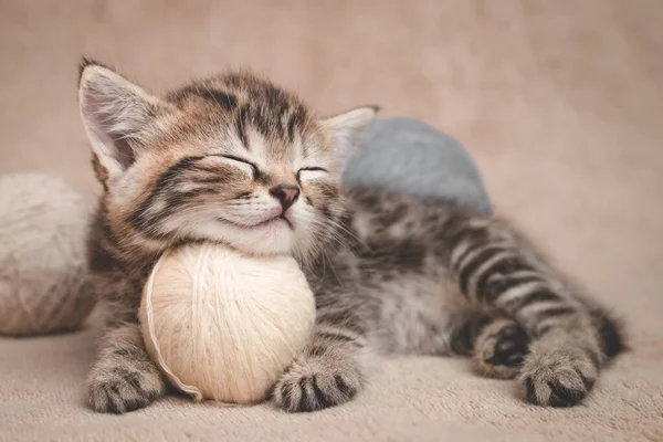 Kattungen Sover Vilar Huvudet Boll Garn — Stockfoto