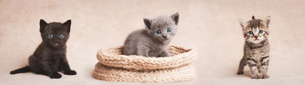 Multi Colored Kittens Different Poses Looking Camera Web Banner — Stock Photo, Image