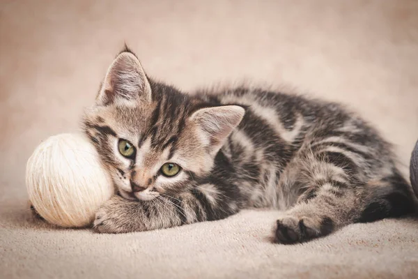 Lindo Gatito Con Una Bola Hilo Lana — Foto de Stock