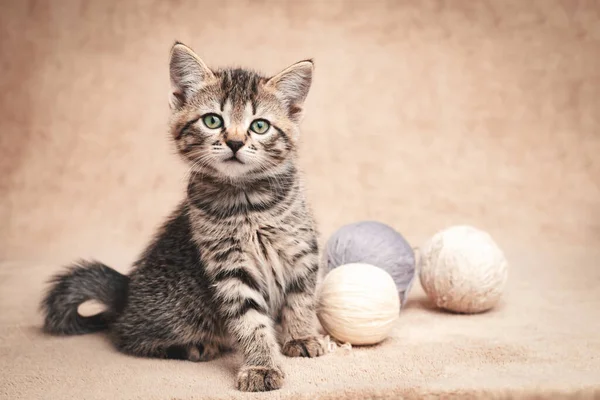 Mignon Chaton Tabby Assis Avec Des Boules Fil Laine Regardant — Photo