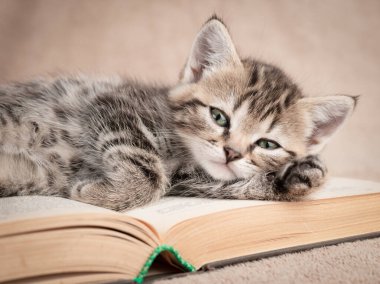 Açık bir kitabın sayfalarında dolambaçlı bir kedi yavrusu yatıyor..