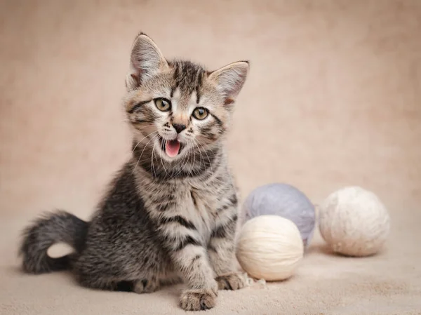 Bâillement Chaton Tabby Avec Des Boules Laine — Photo