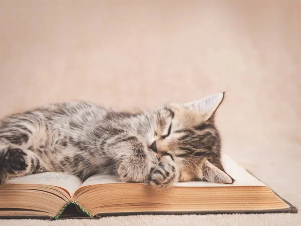 Tabby Γατάκι Κοιμάται Στις Σελίδες Ενός Ανοιχτού Βιβλίου Χώρο Αντίγραφο — Φωτογραφία Αρχείου