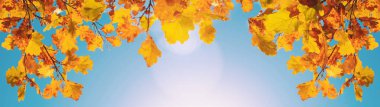 Sarı yapraklı dalların sonbahar arkaplanı ve güneş ışığıyla mavi gökyüzü. Kopyalama alanı olan web pankartı.