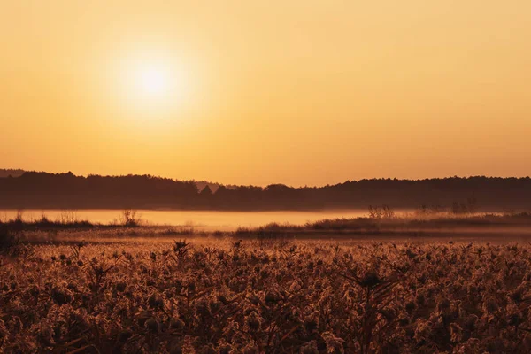 Wschodzące Słońce Nad Polaną Mgle Przed Lasem — Zdjęcie stockowe