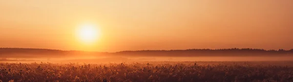 Wschód Słońca Mgła Nad Roślinami Jesienny Krajobraz Panoramiczny — Zdjęcie stockowe