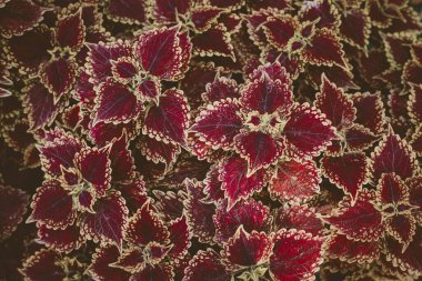 Begonya yaprakları bir süs oluşturur.