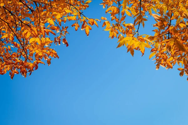 黄色の葉を持つ秋の背景コピースペースと青空の背景 — ストック写真