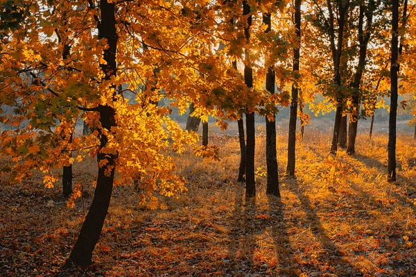 Jesienny Park Świetle Porannego Słońca — Zdjęcie stockowe