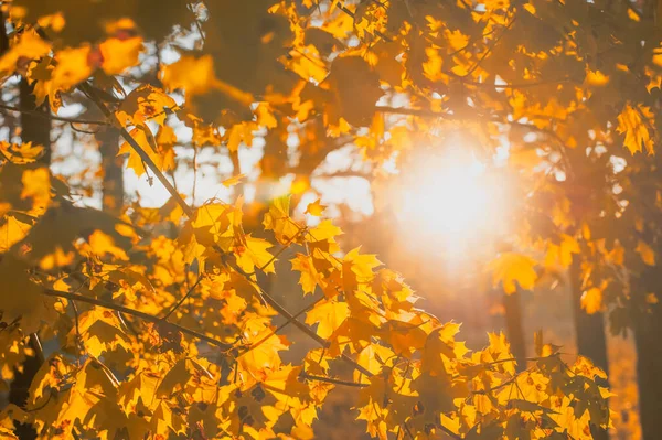 太陽の光の下で紅葉 — ストック写真