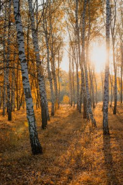 Sonbahar manzarası sabah güneşinde huş ağacı parkı.