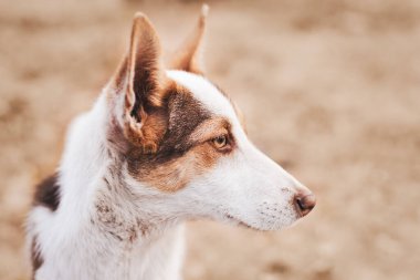 Kahverengi benekleri olan beyaz renkli bir köpeğin portresini kapat..
