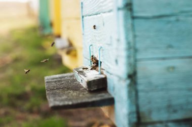 Arı kovanı detaylarını kapatın. Arılar çalışıyor.