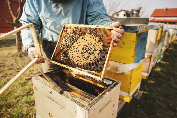 Arı yetiştiricisi arılarla ve arı kovanlarıyla çalışıyor. — Stok fotoğraf