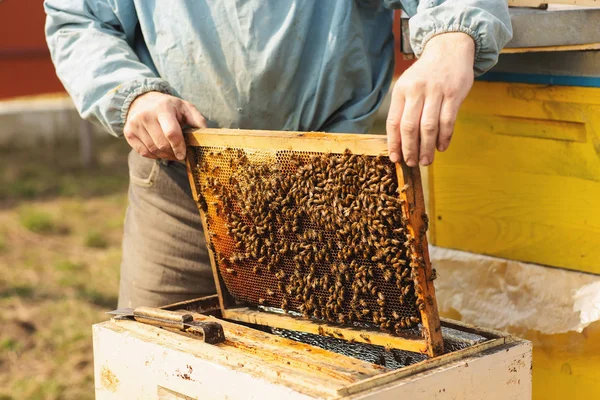 Frames dari sarang lebah. Peternak lebah memanen madu. Perokok lebah digunakan untuk menenangkan lebah sebelum frame removal — Stok Foto