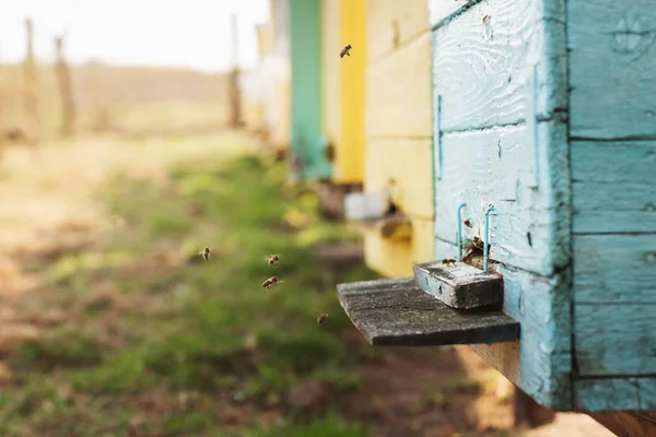 Η μελίσσια ομάδα από κοντά. Οι μέλισσες δουλεύουν. — Φωτογραφία Αρχείου