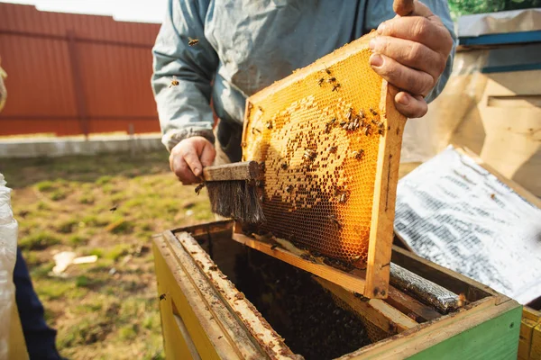 Rahmen eines Bienenstocks. Imker ernten Honig. Der Bienenraucher wird verwendet, um Bienen vor dem Entfernen des Rahmens zu beruhigen — Stockfoto